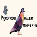 Pigeoncoin币封面icon