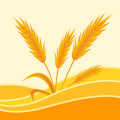 麦麦分期封面icon