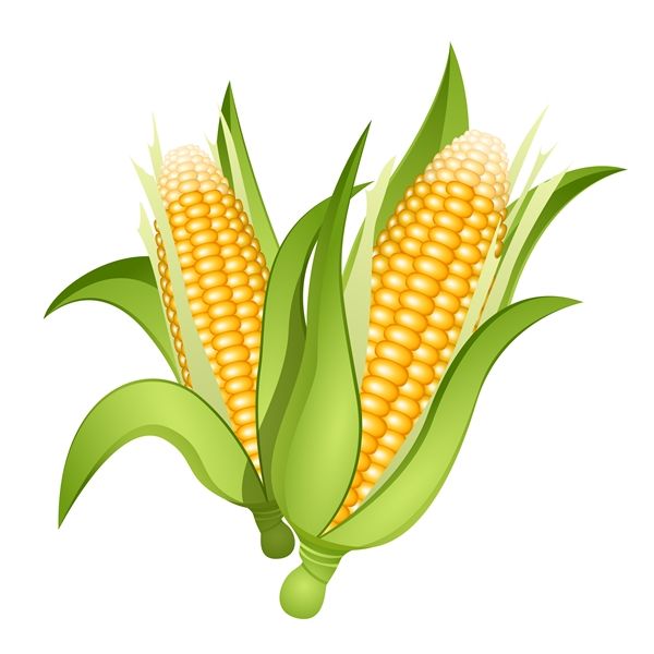 玉米穗封面icon